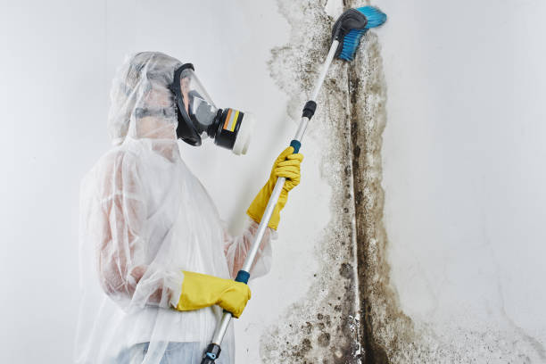Reliable Belleville, MI Mold Remediation Solutions