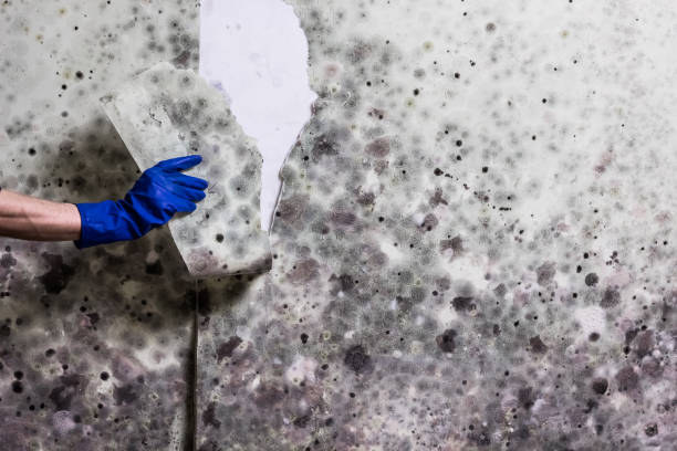 Best Basement Mold Remediation in Belleville, MI